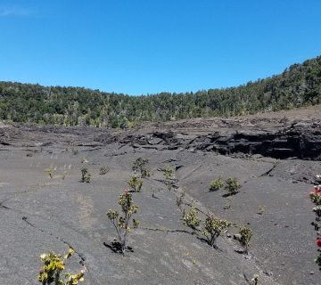 Hiking trail through Volcanoes National Park near Mount Bisoke, Rwanda