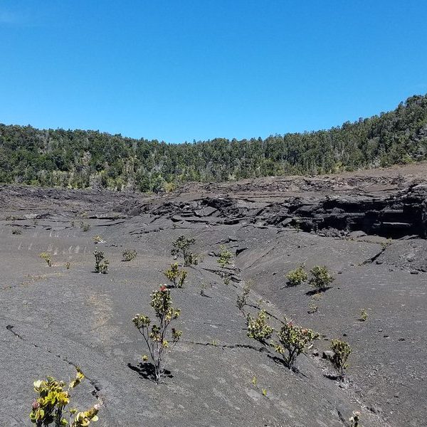 Hiking trail through Volcanoes National Park near Mount Bisoke, Rwanda