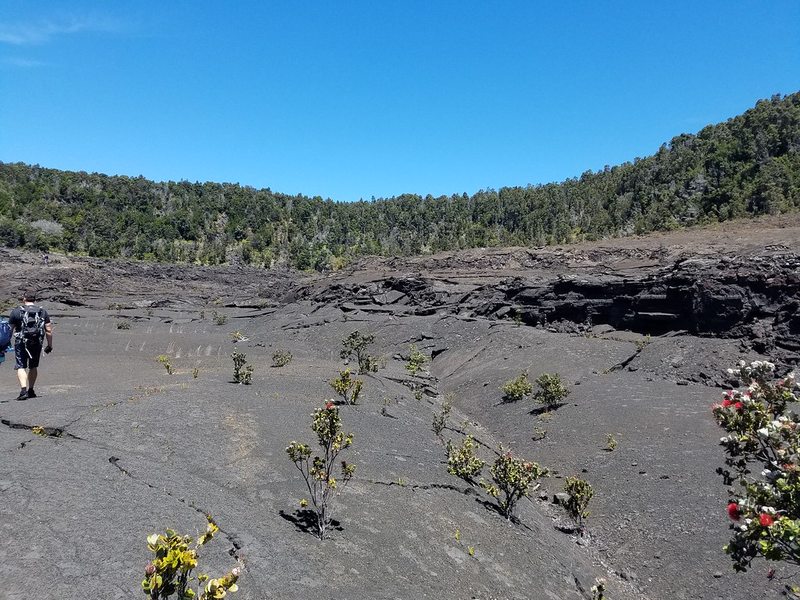 Hiking trail through Volcanoes National Park near Mount Bisoke, Rwanda