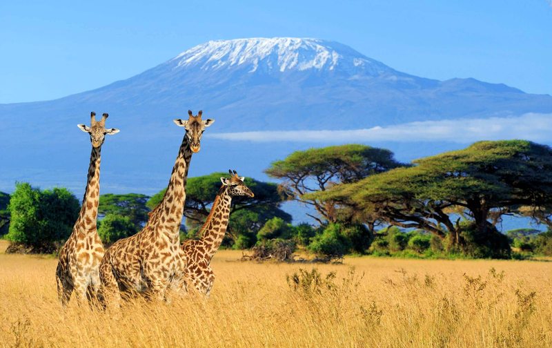 Giraffes with snow capped Mount Kilimanjaro in the background, Tanzania