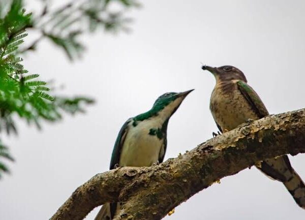 How to Plan a Multi Country Birding Safari in East Africa