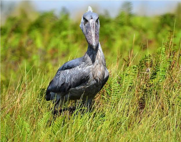Shoebill standing beside Nile wetland surrounded by papyrus reeds during sunrise birdwatching adventure