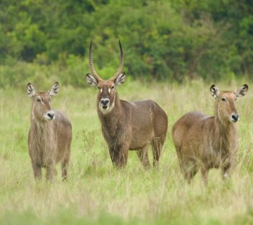 Waterbuck grazing in Nairobi National Park with the city skyline nearby