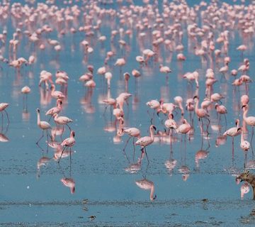 Flamingos and wildlife on the Ngorongoro Crater floor