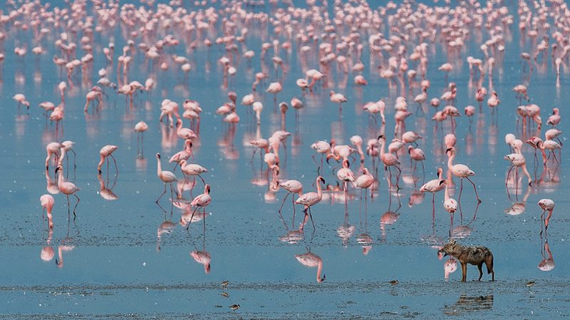 Flamingos and wildlife on the Ngorongoro Crater floor