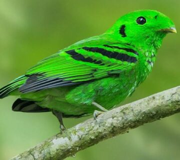 How Many Bird Species Can You See in Uganda?