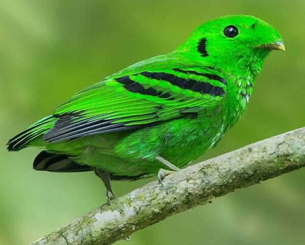 How Many Bird Species Can You See in Uganda?