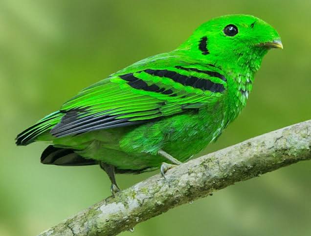 How Many Bird Species Can You See in Uganda?