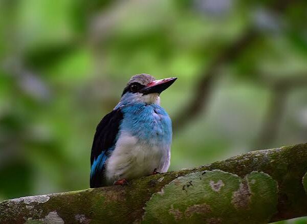 Best birding destinations in seven days, from Entebbe wetlands and Kibale Forest to Queen Elizabeth and Lake Mburo 