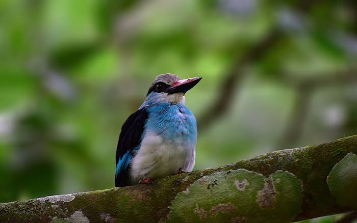 Best birding destinations in seven days, from Entebbe wetlands and Kibale Forest to Queen Elizabeth and Lake Mburo
