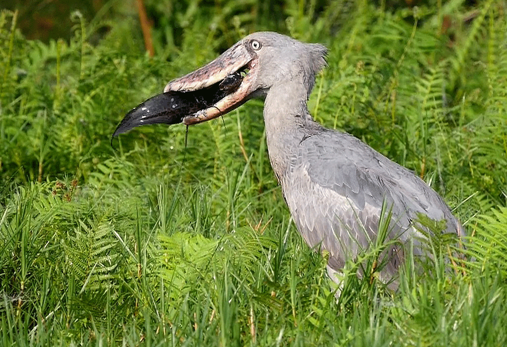 Shoebill eating lungfish in Uganda wetland showcasing powerful hunting behavior and precision.