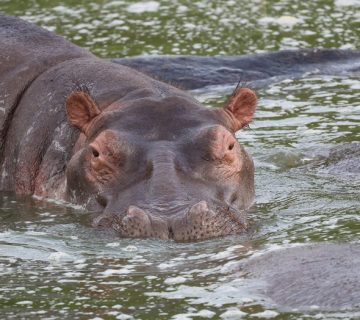 Hippo in the Kazinga Channel, Queen Elizabeth National Park