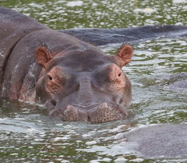 Hippo in the Kazinga Channel, Queen Elizabeth National Park