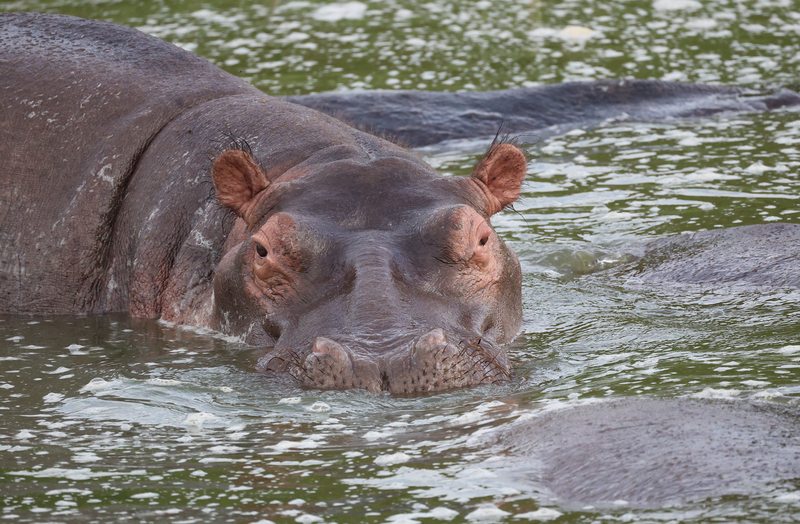 Hippo in the Kazinga Channel, Queen Elizabeth National Park