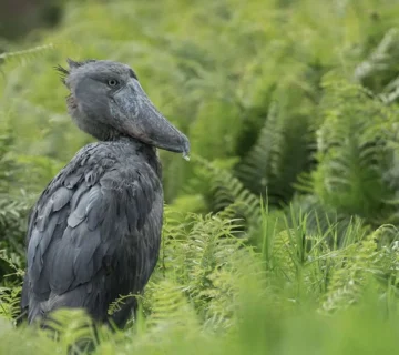 Shoebill stork in Uganda inspired patience, presence, gratitude, and a deeper connection with nature 