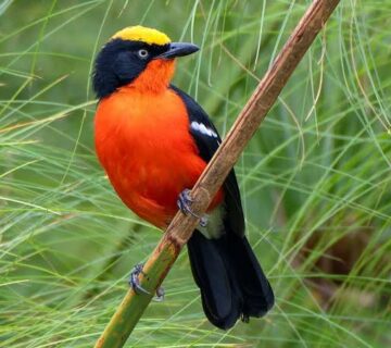Papyrus Endemics of Rwanda: A Wetland Birder's Dream