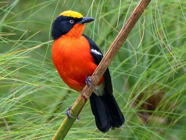 Papyrus Endemics of Rwanda: A Wetland Birder's Dream