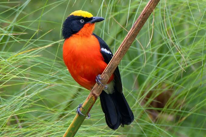 Papyrus Endemics of Rwanda: A Wetland Birder's Dream