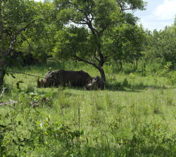 The Return of Uganda's Rhinos: A Conservation Timeline