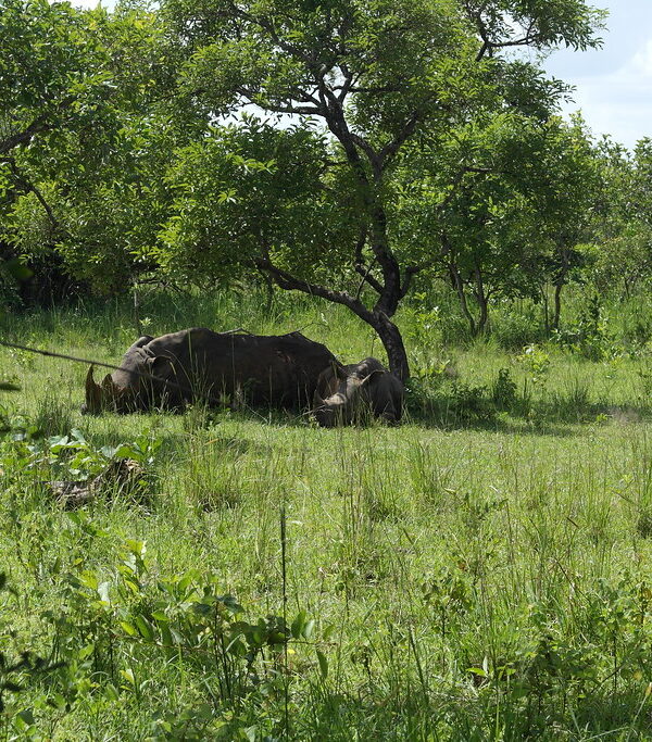 The Return of Uganda's Rhinos: A Conservation Timeline