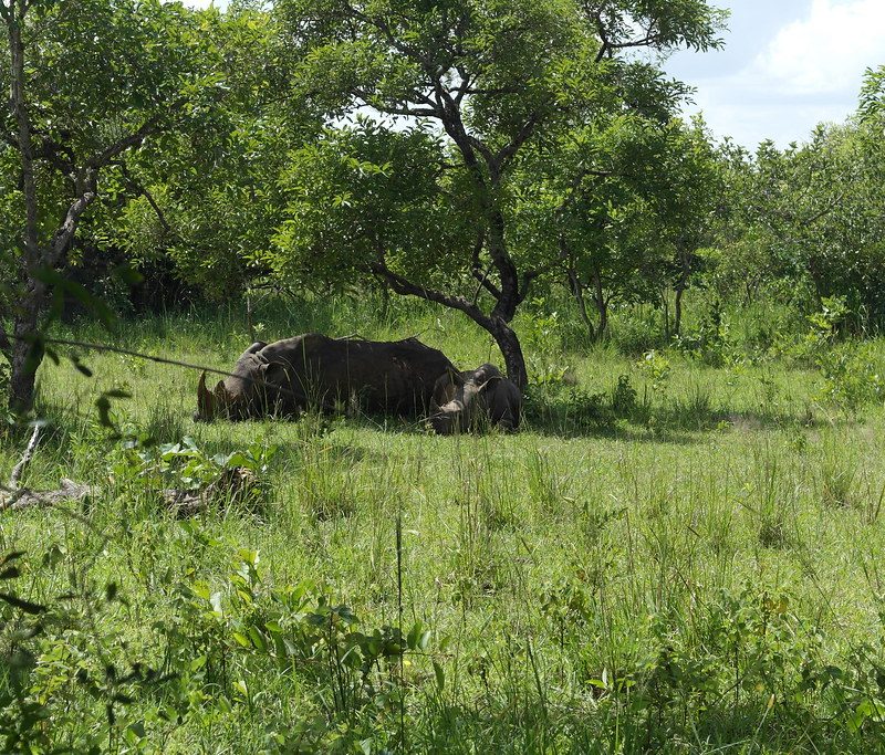 rhinoo The Return of Uganda's Rhinos: A Conservation Timeline