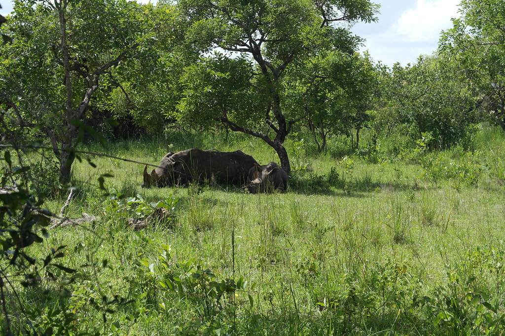 Rhinoo