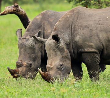Rhinos Pair