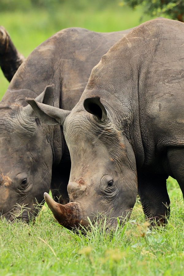 Rhinos Pair