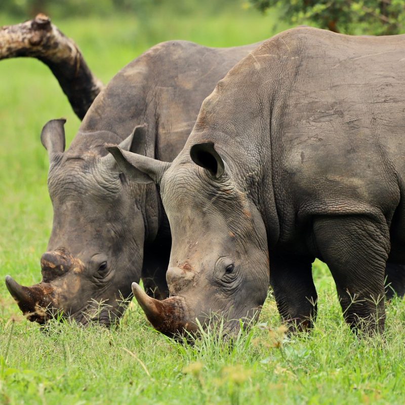 Rhinos Pair Rhinos Pair