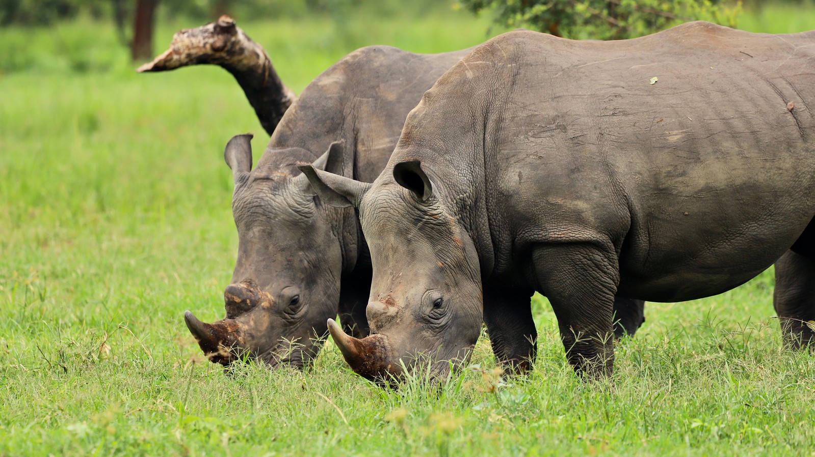 Rhinos Pair