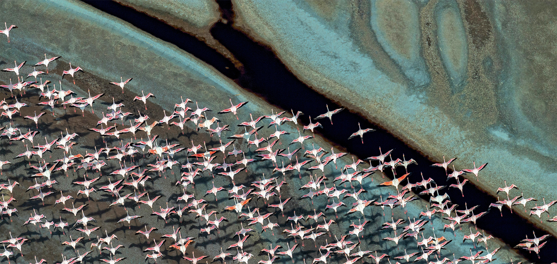 Rift Valley flamingos gathering across African lakes during their seasonal pink migration journey