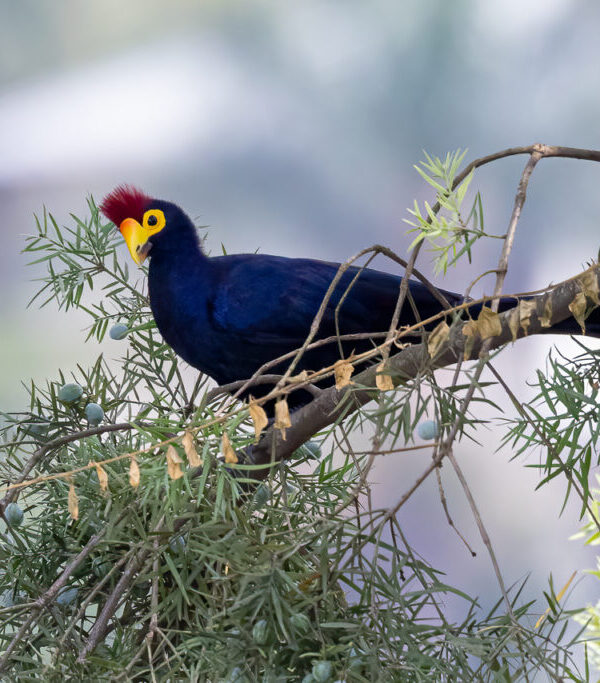 Ross's Turaco: A Rainforest Jewel of the Albertine Rift