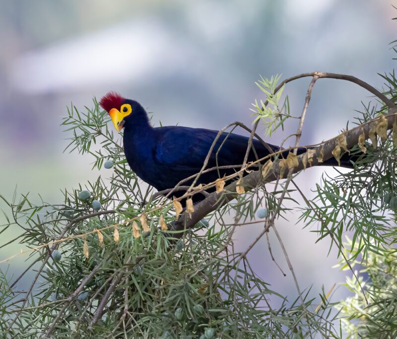 ross`s-turaco Ross's Turaco: A Rainforest Jewel of the Albertine Rift