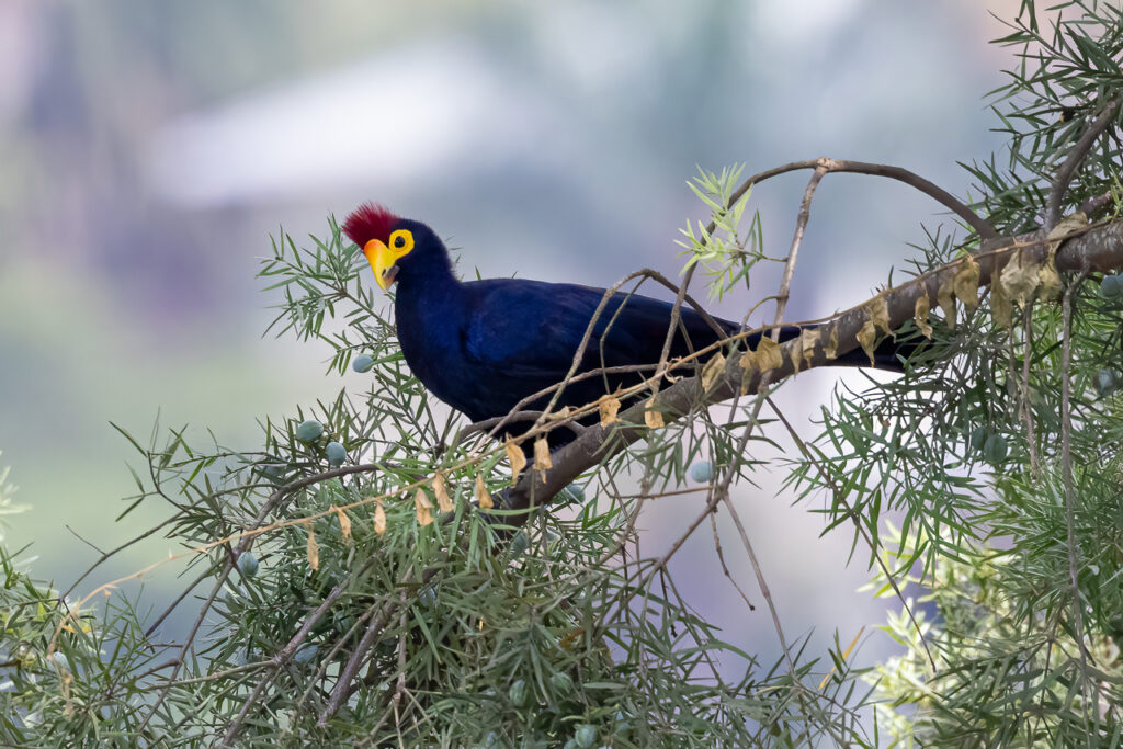 Ross's Turaco: A Rainforest Jewel of the Albertine Rift