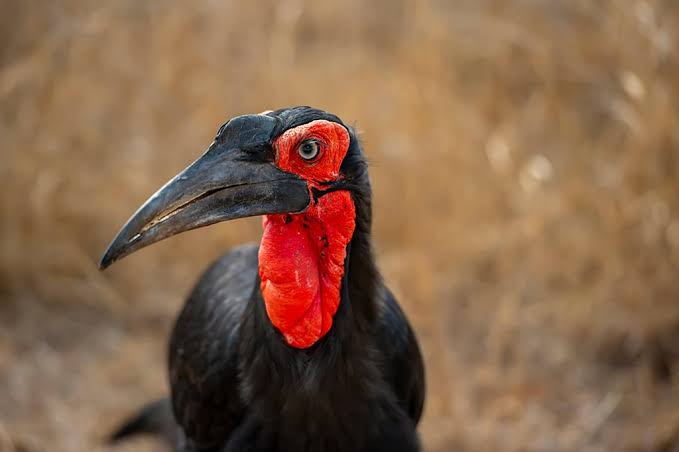 Explore Ruaha's remote wilderness with diverse birds across Tanzania's rugged landscapes.