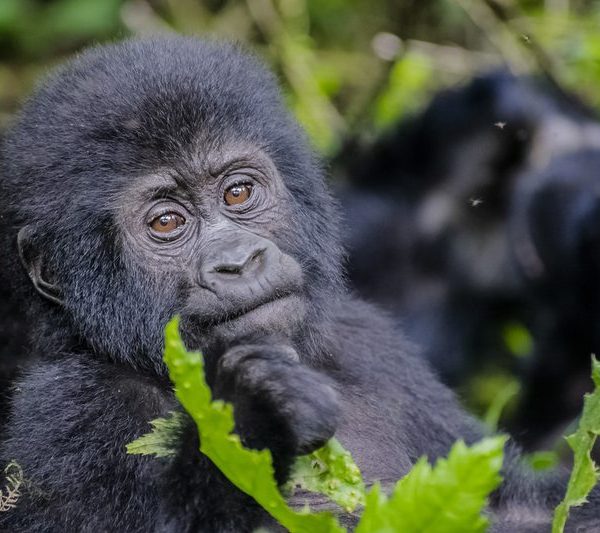 Mountain gorilla in Bwindi Impenetrable National Park, near the Ruhija sector