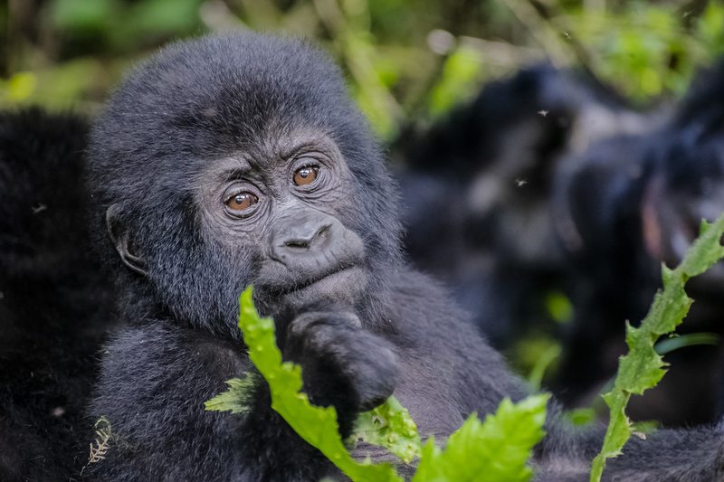 Mountain gorilla in Bwindi Impenetrable National Park, near the Ruhija sector