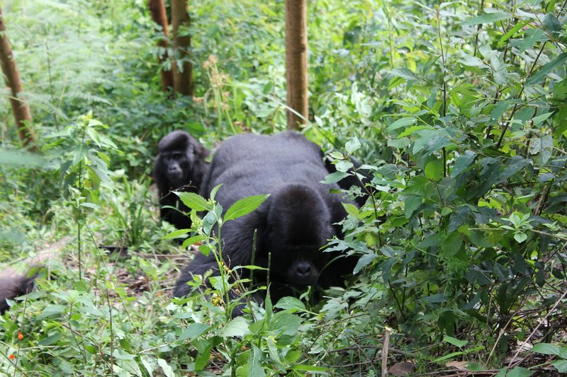 Mountain gorilla family walking through Bwindi forest near Ruhija
