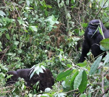 Mountain gorillas in dense forest, Rushaga sector of Bwindi Impenetrable National Park