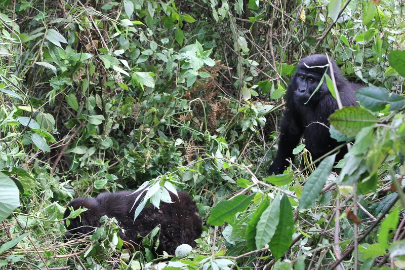 Mountain gorillas in dense forest, Rushaga sector of Bwindi Impenetrable National Park