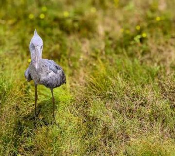 How Rwanda's Conservation Efforts Are Protecting Its Birdlife