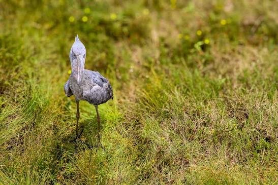 How Rwanda's Conservation Efforts Are Protecting Its Birdlife