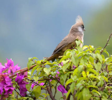 Rwanda's Rarest Birds and Where to Find Them