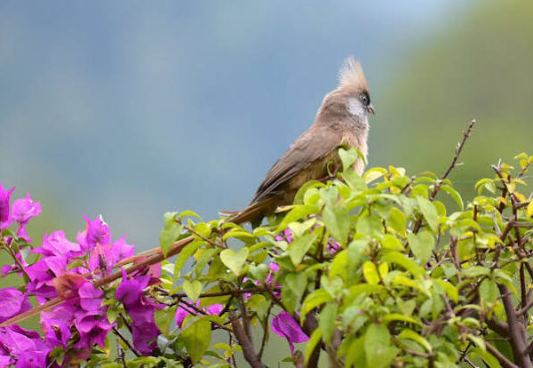 Rwanda's Rarest Birds and Where to Find Them