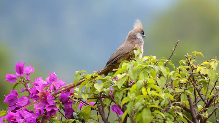 Rwanda's Rarest Birds and Where to Find Them
