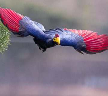 Rwanda's Great Blue Turaco: Chasing the Forest's Star Bird