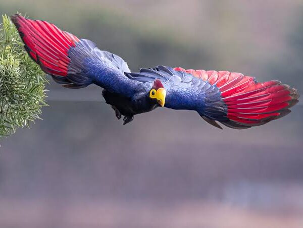 Rwanda's Great Blue Turaco: Chasing the Forest's Star Bird