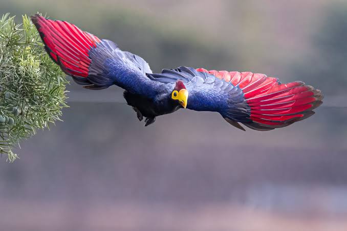 Rwanda's Great Blue Turaco: Chasing the Forest's Star Bird
