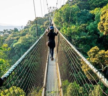 Rwanda's Canopy Walk: Birding from the Treetops