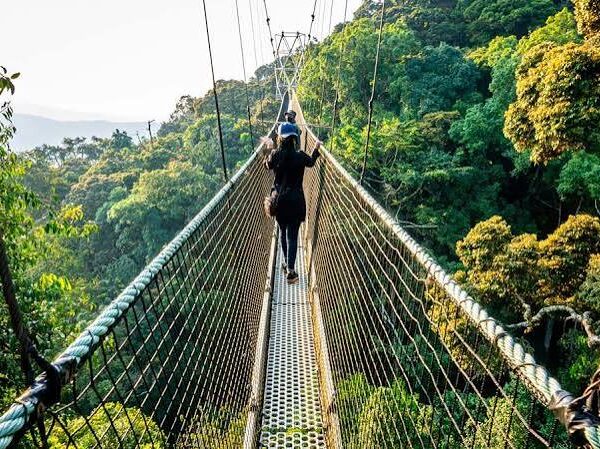 Rwanda's Canopy Walk: Birding from the Treetops
